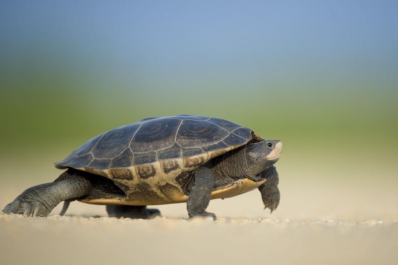 Slow-paced walks
